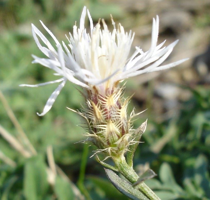Diffuse White knapweed flower1